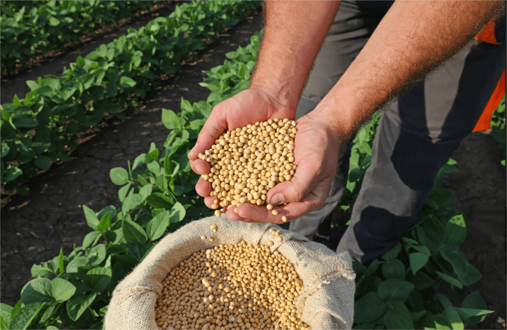 Soja na Alimentação