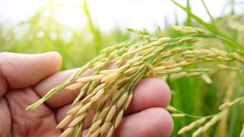 O cenário da safra de arroz 2025/2026